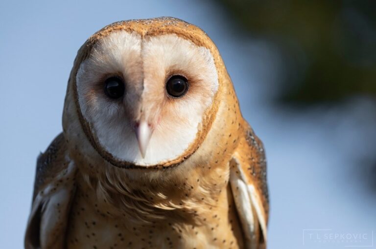 why are owls associated with wisdo
